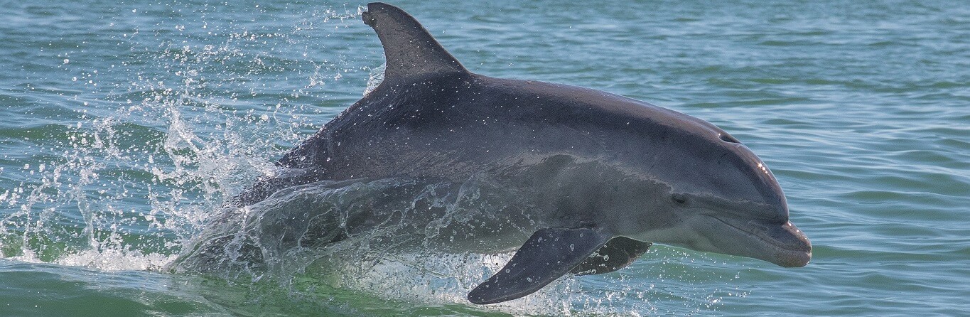 Where to see the bottlenose dolphins at Port Stephens