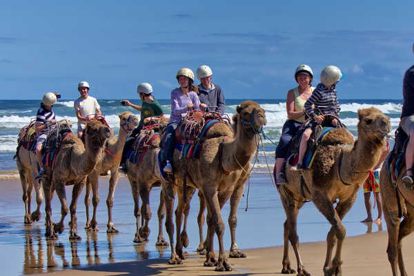 Camel Riding in Port Stephens