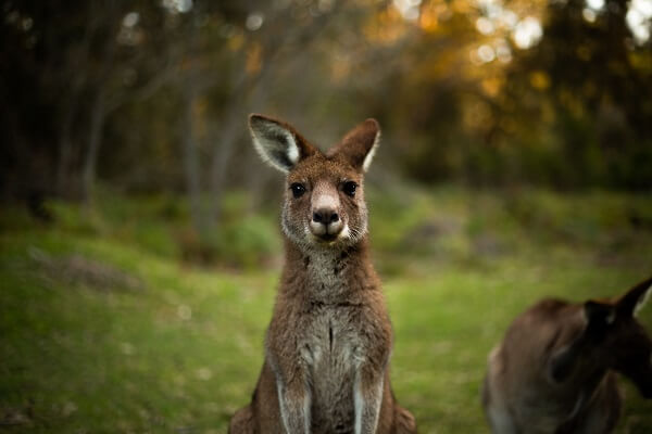 sydney-kangaroo
