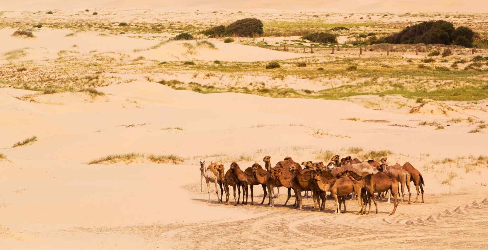 Herd of camels in the sand dunes