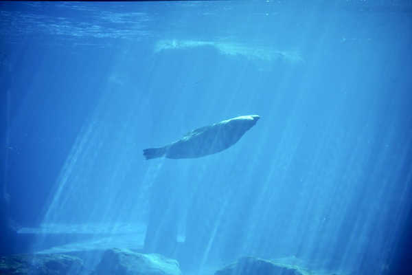 Taronga Zoo Sydney
