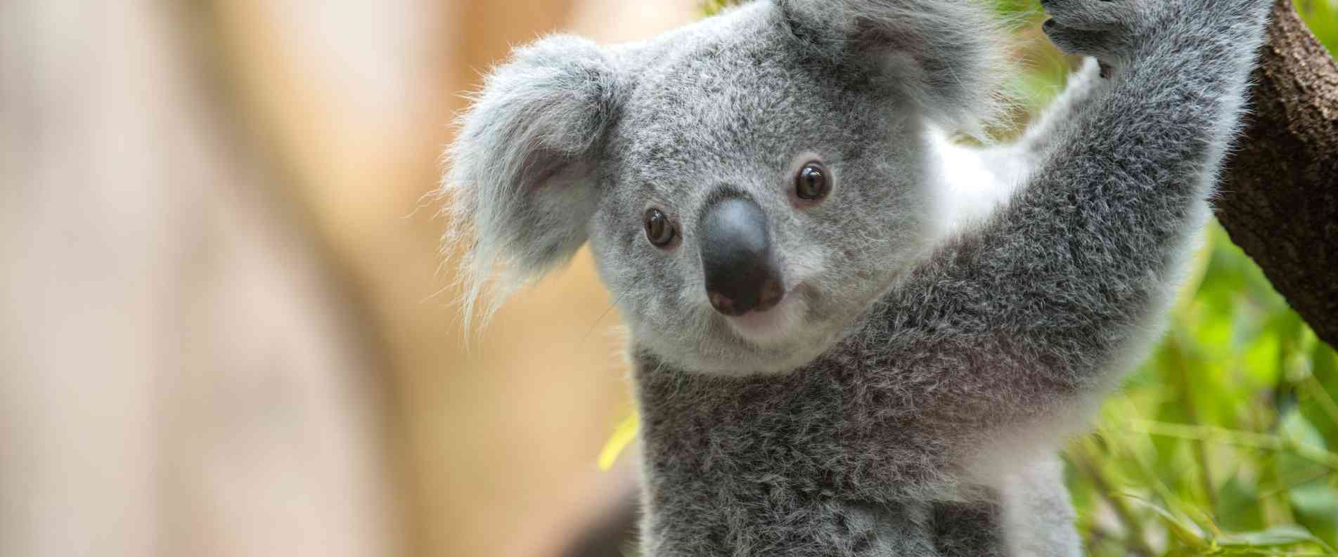 Koala in tree