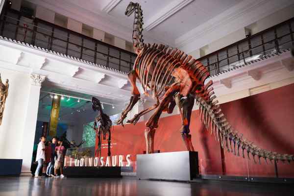 Dinosaur sculpture in Australian Museum
